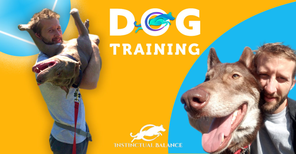 The Importance of Dog Training: A Path to a Well-Behaved Companion