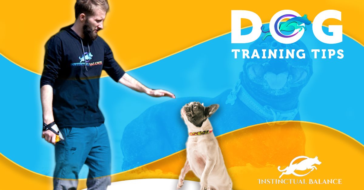 Dog Training Tips